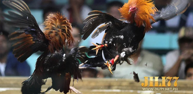 Competition rules, basic regulations of Thomo JILI77 cockfighting